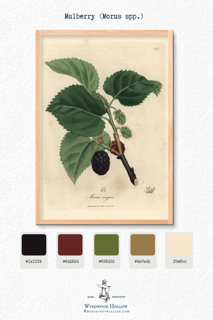Illustration of a Mulberry (Morus spp.) branch with leaves and ripe fruits, presented in a decorative frame.