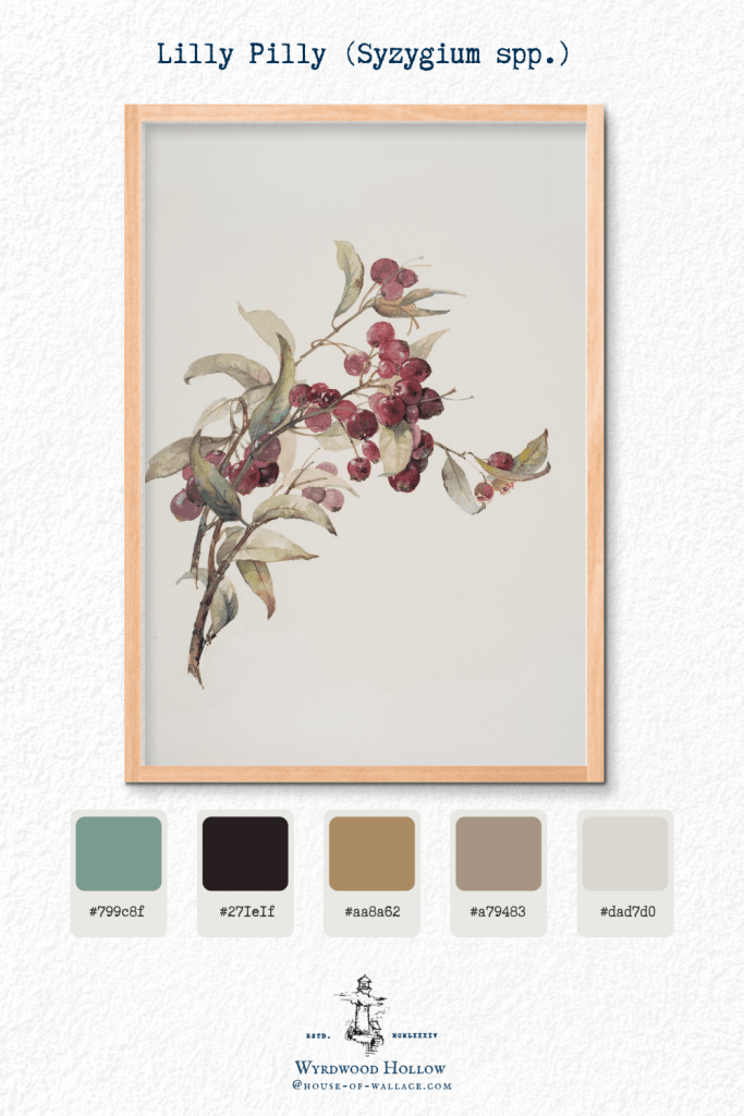 A watercolor illustration of Lilly Pilly (Syzygium spp.) featuring green leaves and clusters of red berries, framed in natural wood, with color palette samples displayed below.
