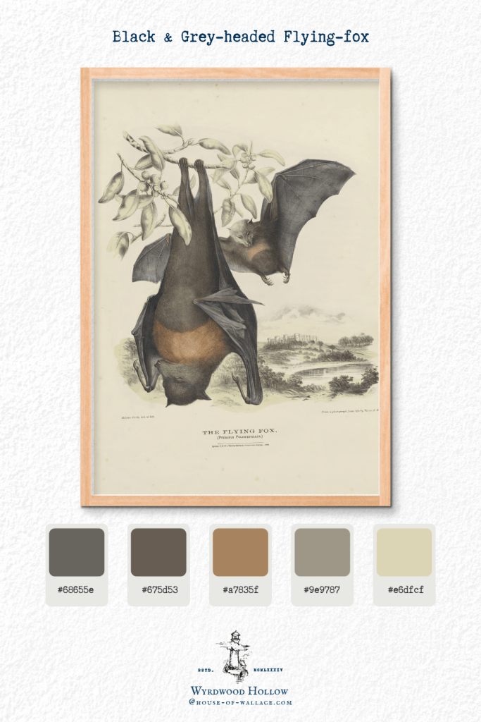 Illustration of a flying fox bat