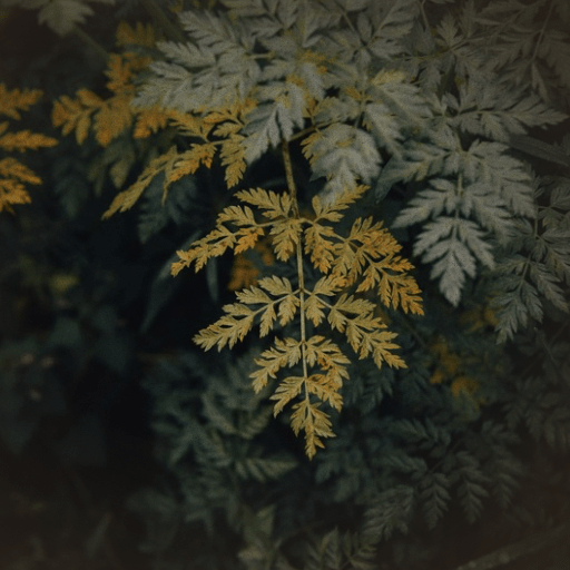 A close-up image of a yellow and green fern leaf against a dark background, showcasing intricate leaf patterns.